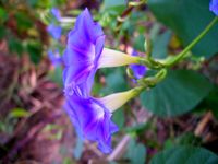 Ipomoea tricolor fl2-t.JPG